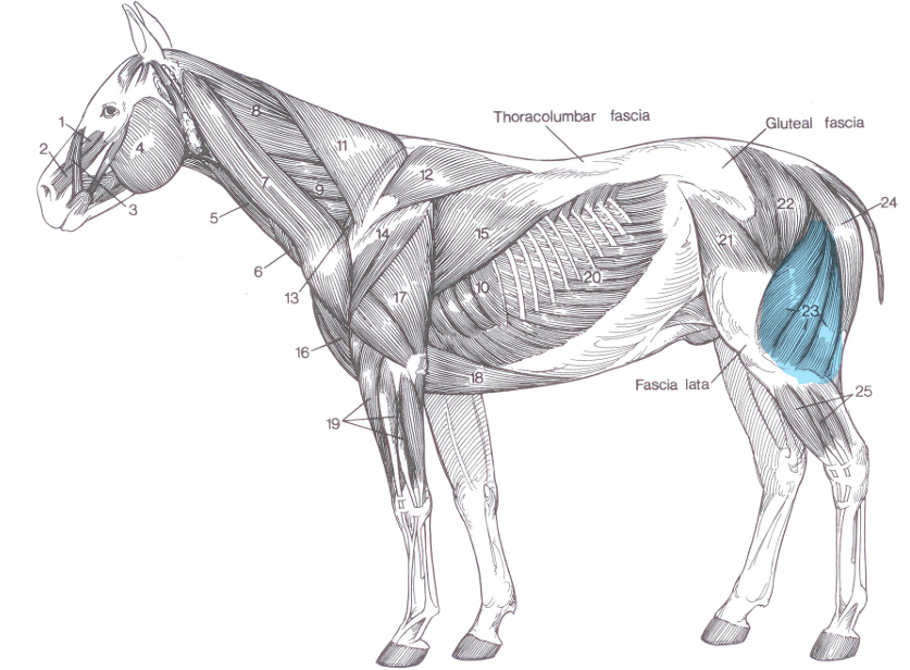 <p>Name of highlighted muscle?</p>