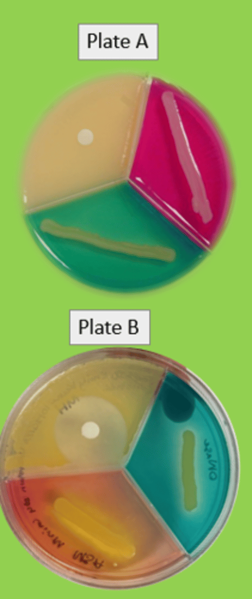 <p>-yes halotolerant</p><p>-can ferment mannitol</p>