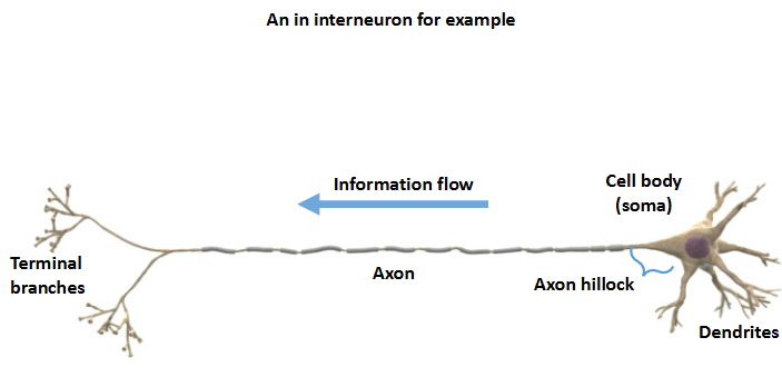 <p>a neurone like this has the potential to sum incoming inputs, a form of integration or processing </p>