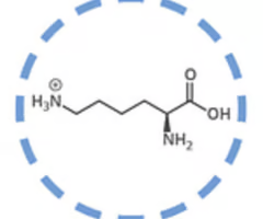 <p>lysine (lys, k)</p>