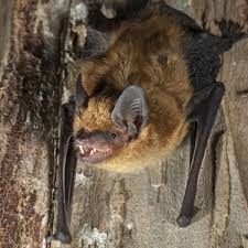 <p>Mammalia, Chiroptera, Vespertilionidae</p><p>Eptesicus fuscus</p>