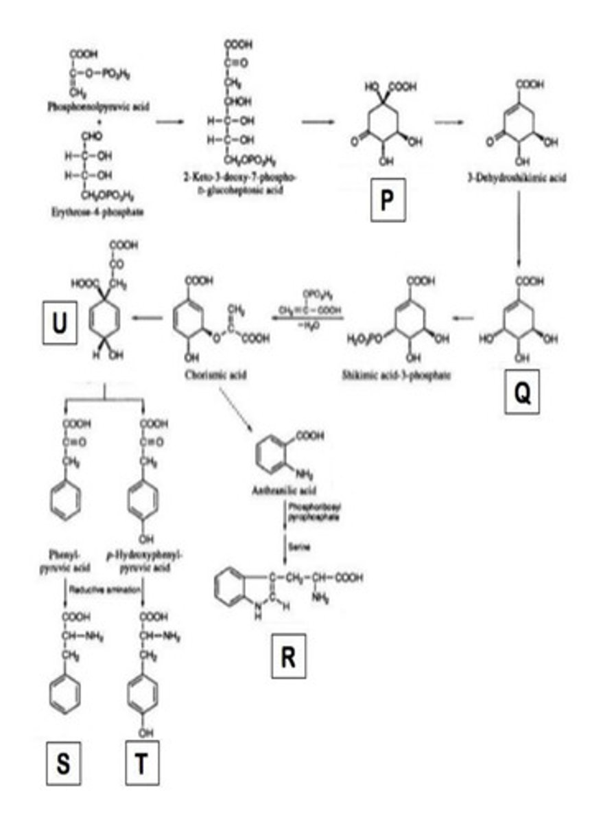 <p>Identify substrate P in the figure below</p><p>a. DHAP</p><p>b. dehydroquinic acid</p><p>c. shikimic acid</p><p>d. chorismic acid</p>