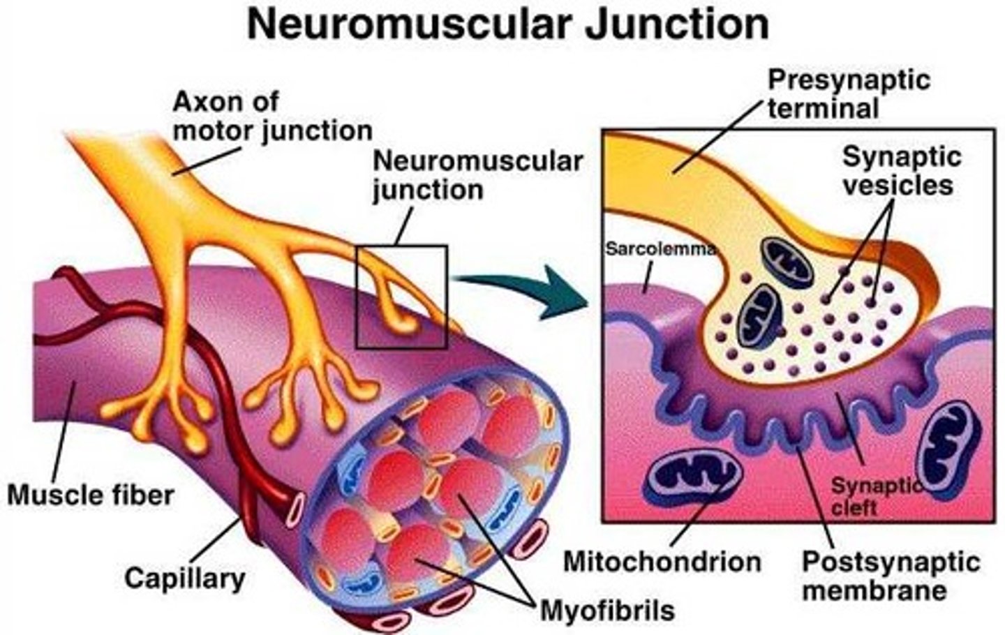 <p>synapse between the axon terminal of a motor neuron and the section of the membrane of a muscle fiber with receptors for the acetylcholine released by the terminal</p>