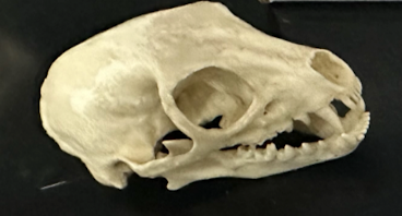 <p>Herpestidae </p>
