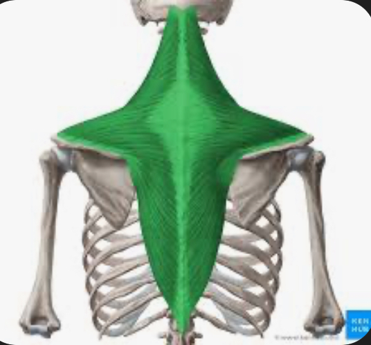 <p>trapezius</p>