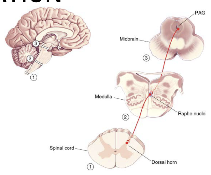 What is the Periaqueductal Gray Matter (PAG) Pathway? 