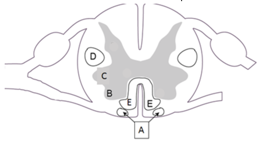 which area contains the cell bodies of alpha lower motor neurons?
