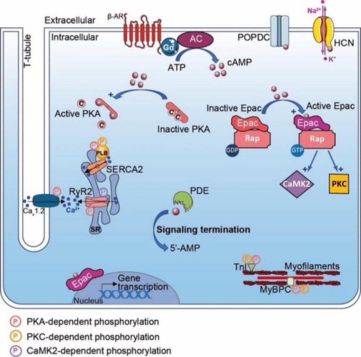 <p>Receptor type involved in cyclic-AMP cascade.</p>