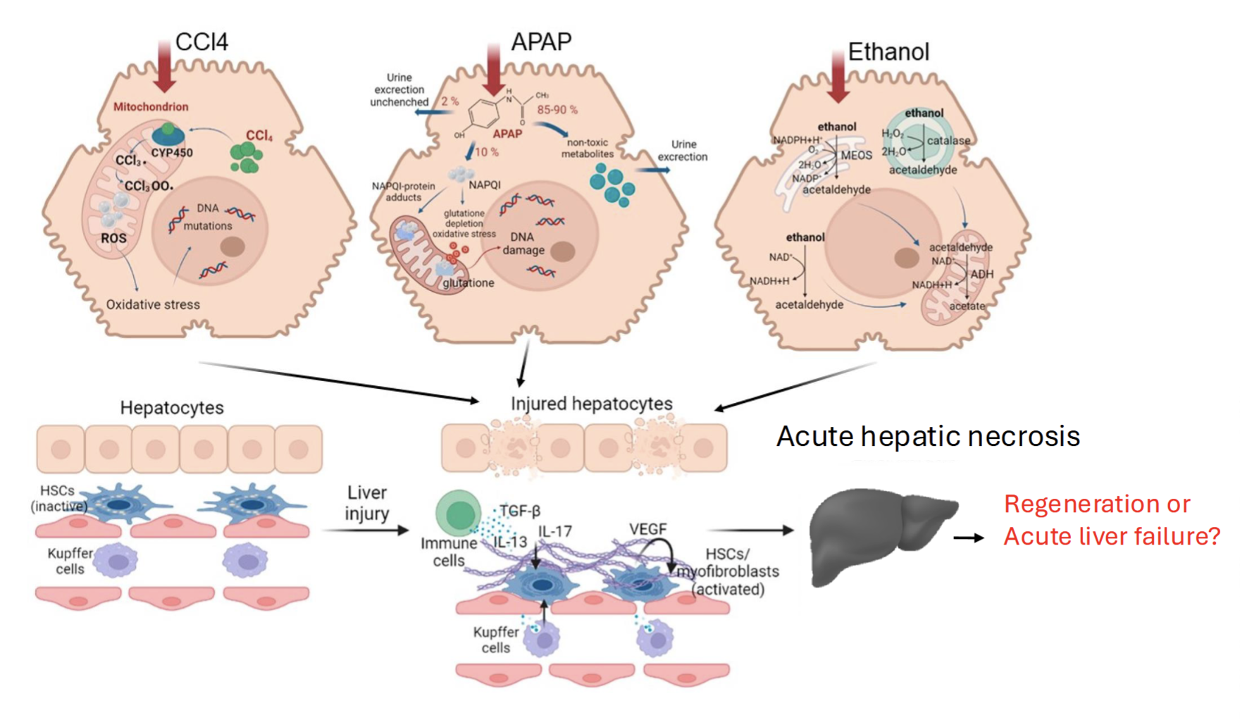 <p>Toxic insult (eg. CCl4, acetaminophen, ethanol) → oxidative stress leads to injured hepatocytes (acute hepatic necrosis) → HSCs activated ,causing fibrosis</p>