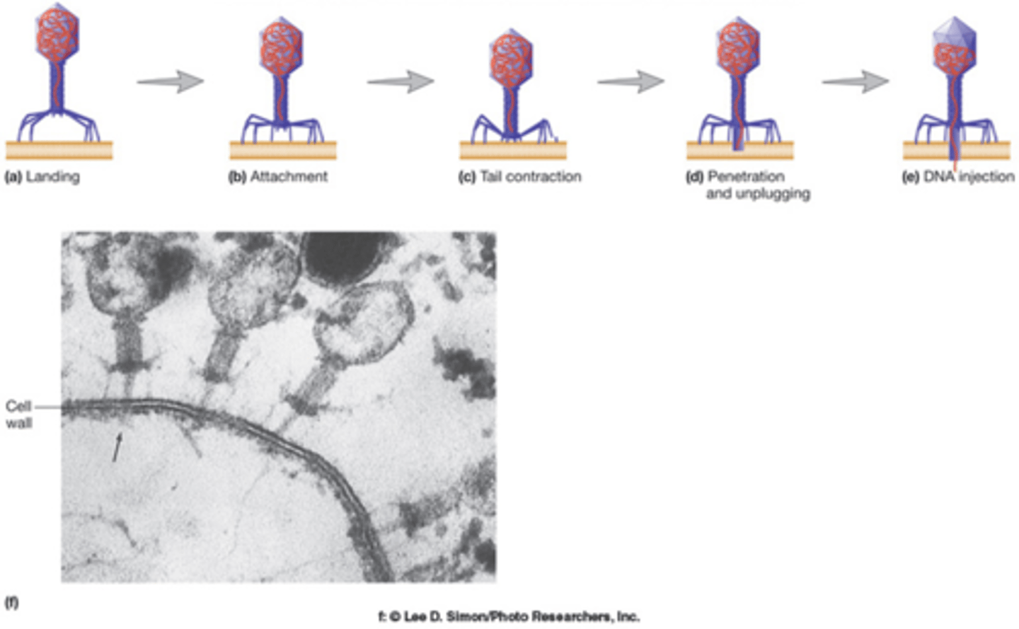 <p>lysozyme; cell wall; allowing for viral tail penetration</p>