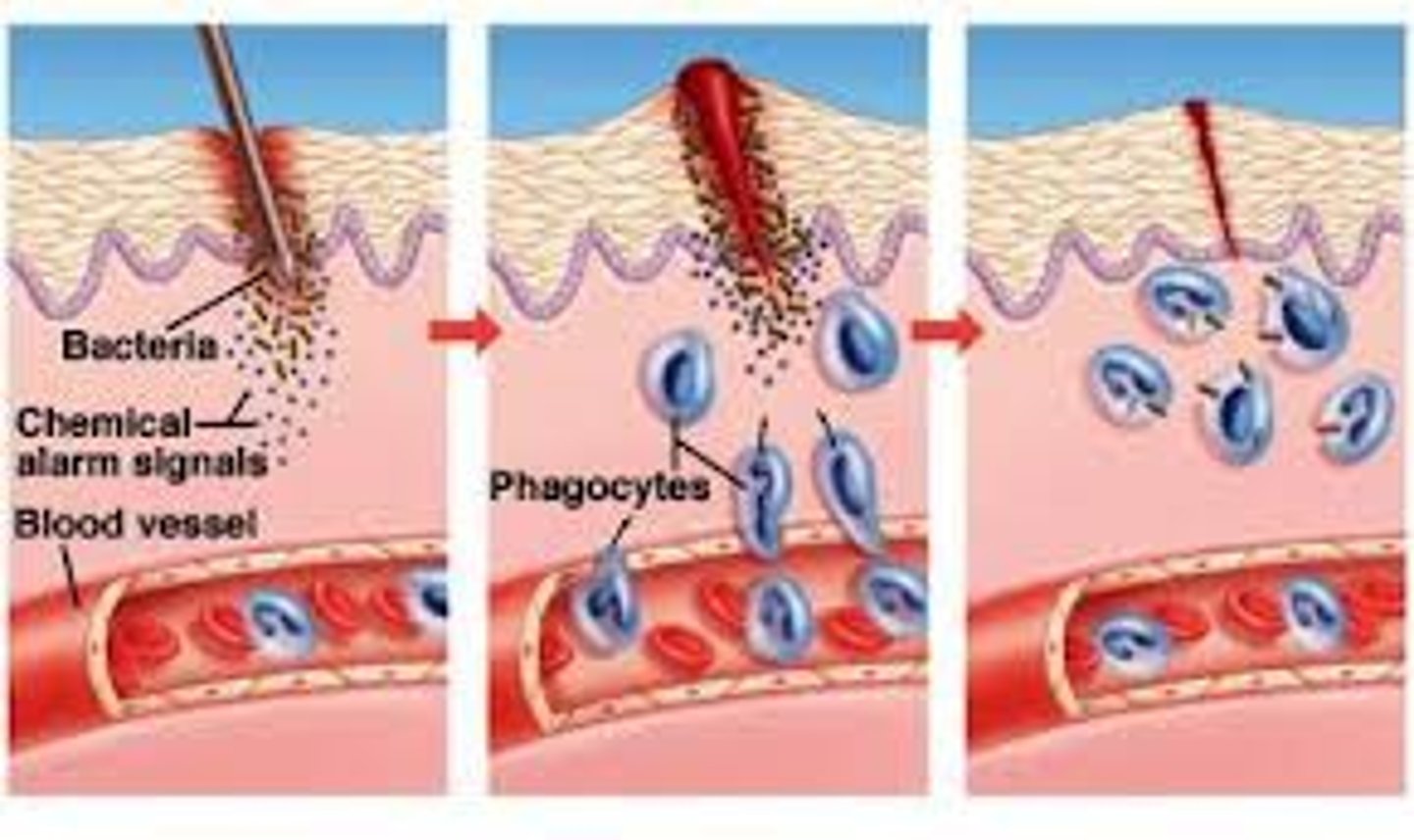 <p>Cells at the wound release histamines which dilate blood vessels. This brings more blood (with phagocytes) to the wound</p>