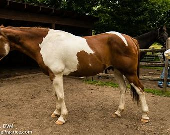 <ul><li><p>back is level</p></li><li><p>ribs cannot be visually distinguished </p></li><li><p>fat around tailhead beginning to feel spongy</p></li><li><p>withers appear rounded</p></li><li><p>shoulders and neck blend smoothly into body</p></li></ul><p></p>
