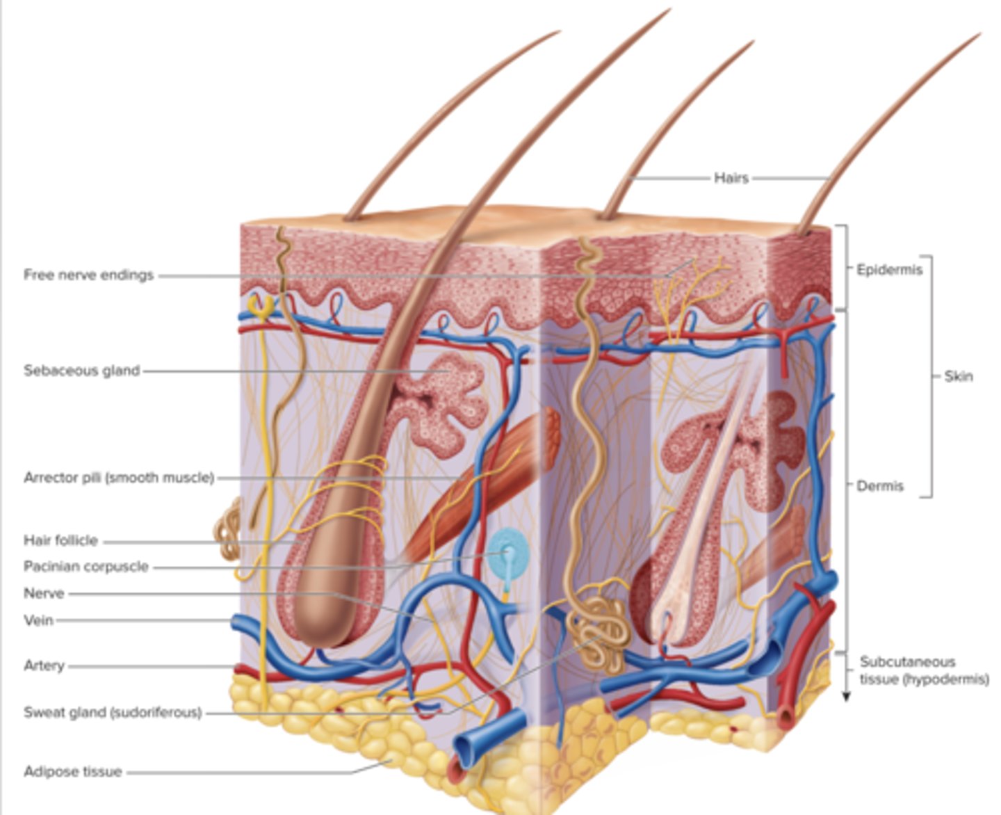 knowt flashcard image