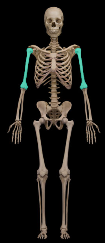 <p>Long bone of upper limb</p>