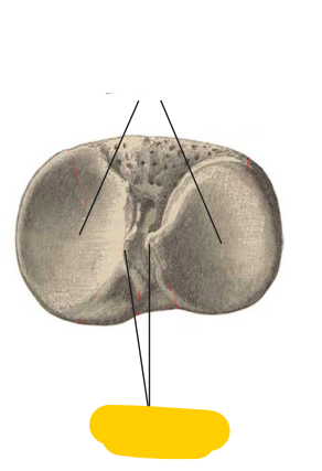 <p><span>quel est cette partie? du tibia (vue sup)</span></p>