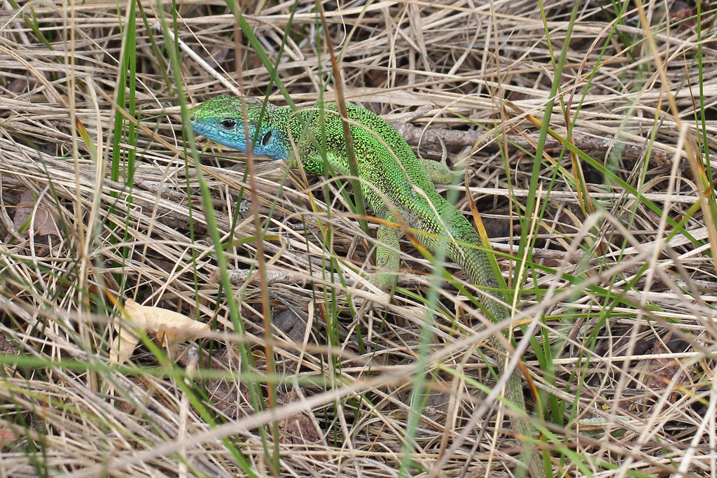 <p>Jaszczurka zielona</p>