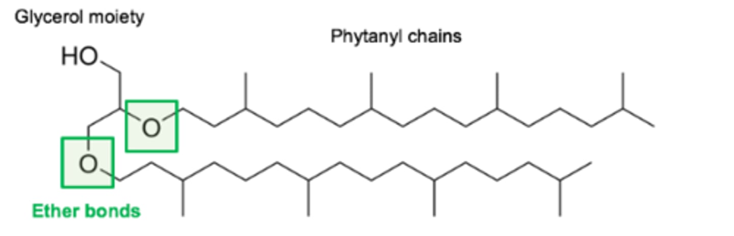 <p>The lipid shown is archaeol. </p><p>The ether linkages make archaeal lipids resistant to hydrolysis in extreme conditions.</p><p>Methanopyrus kandleri grows at temperatures up to 122°C in hydrothermal vents (“black smokers”).</p>