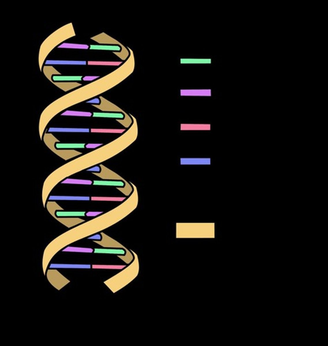 <p>Deoxyribonucleic acid; a double helix structure.</p>