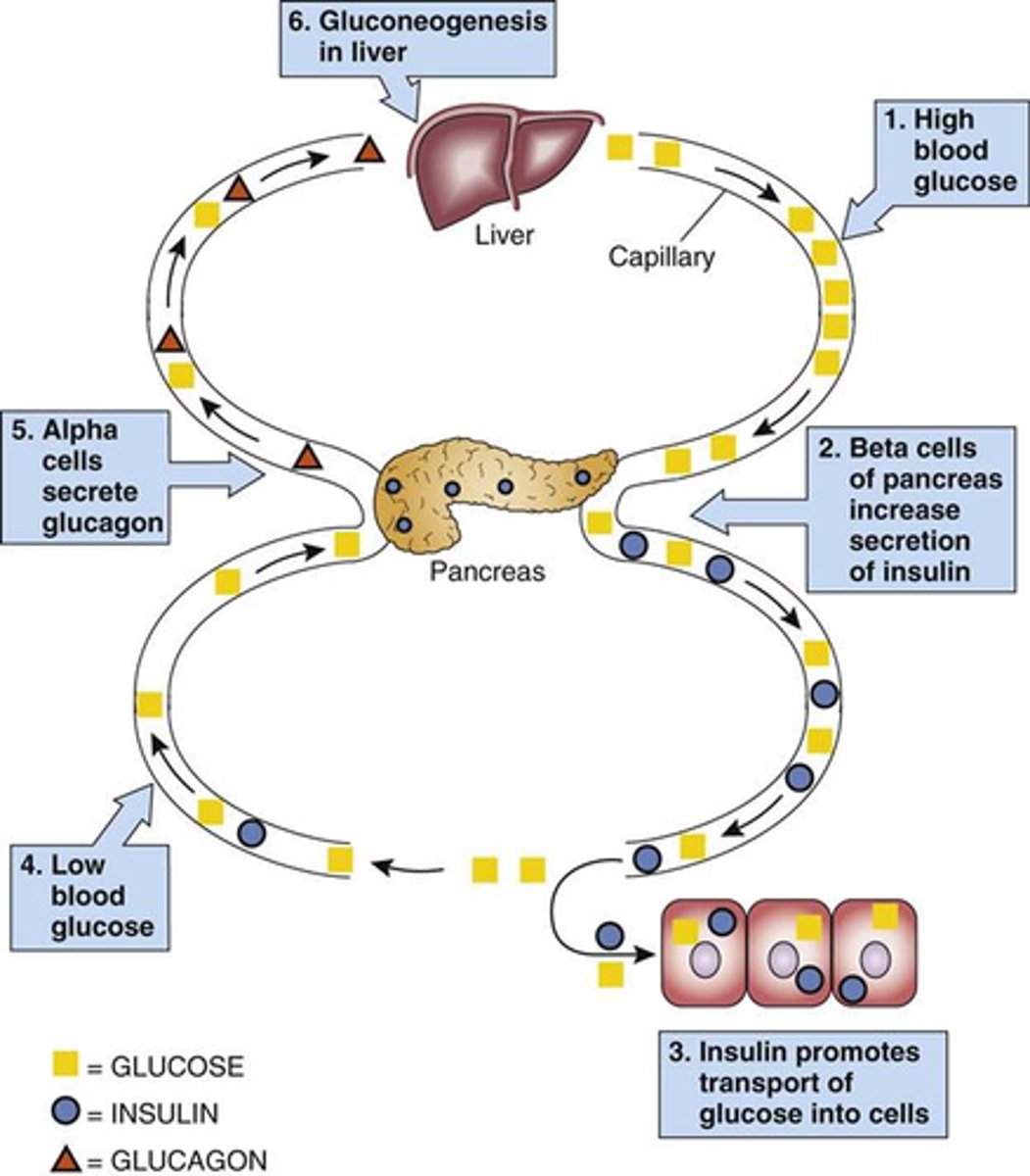 <p>negative feedback mechanisms</p>
