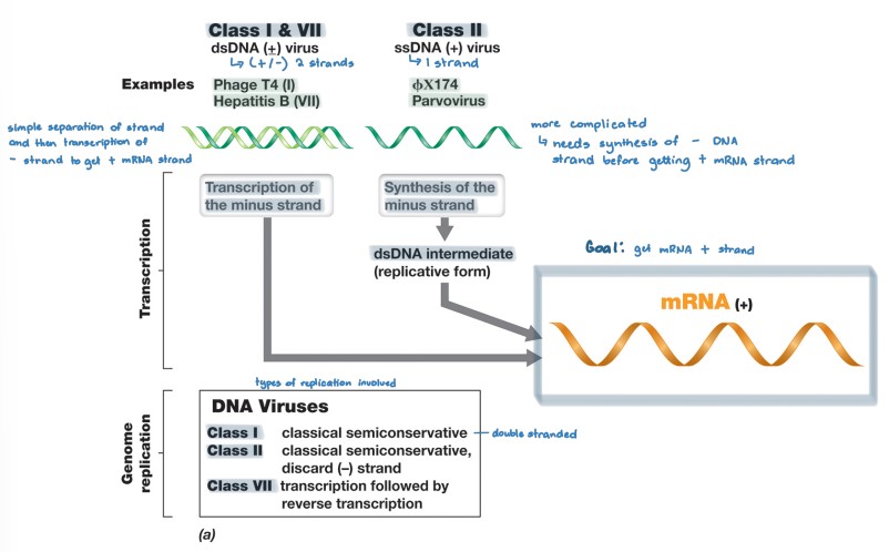 <ul><li><p>class I (+/-)</p><ul><li><p>uses the same mechanism as the host to replicate and produce mRNA production and genome replication</p></li></ul></li><li><p>class II (+)</p><ul><li><p>(+) ssDNA → dsDNA intermediate form → (+) mRNA</p></li><li><p>dsDNA intermediate form used as new genome copies</p></li></ul></li><li><p>class VII (+/-)</p><ul><li><p>use reverse transcriptase to replicate from (-) mRNA to (+) DNA</p></li></ul></li></ul>