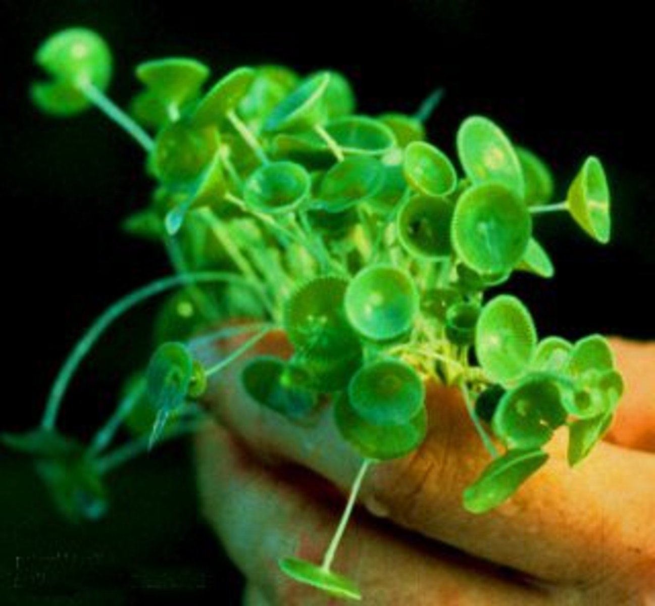 <p>What phylum is this organism in?</p>