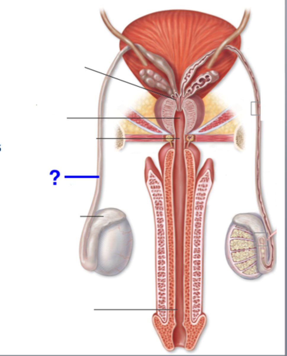 <p>duct carrying the sperm from the epididymis to the urethra. The spermatic cord encloses each vas deferens with nerves, lymphatics, arteries, and veins. The urethra also connects with the urinary bladder and carries urine outside the body. A circular muscle constricts during intercourse to prevent urination. (also called ductus deferens.)</p>
