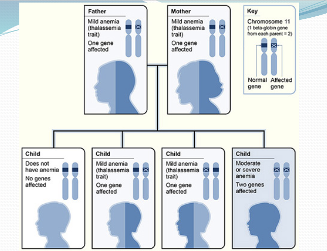 <p><span style="font-size: calc(var(--scale-factor)*11.00px)">What chromosome is beta globin gene found? How many are there? How does that impact phenotype?</span><span><br></span></p>