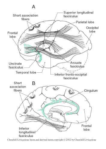 <ul><li><p><span>Cingulum</span></p></li><li><p><span>Sup. Longitudinal fasciculus</span></p></li><li><p><span>Uncinate fasciculus</span></p></li><li><p><span>Inf. Fronto-occipital fasciculus</span></p></li><li><p><span>Arcuate fasciculus</span></p></li></ul><p></p>