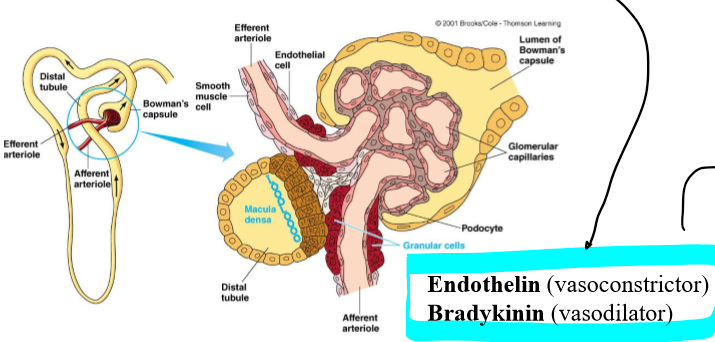 <ol><li><p>Detect changes in rate fluid is flowing as indicated by NaCl content of filtrate</p></li><li><p>Release local acting vasoactive chemical</p><ol><li><p>Endothelin (vasoconstrictor)</p></li><li><p>Bradykinin (vasodilator)</p></li></ol></li></ol>