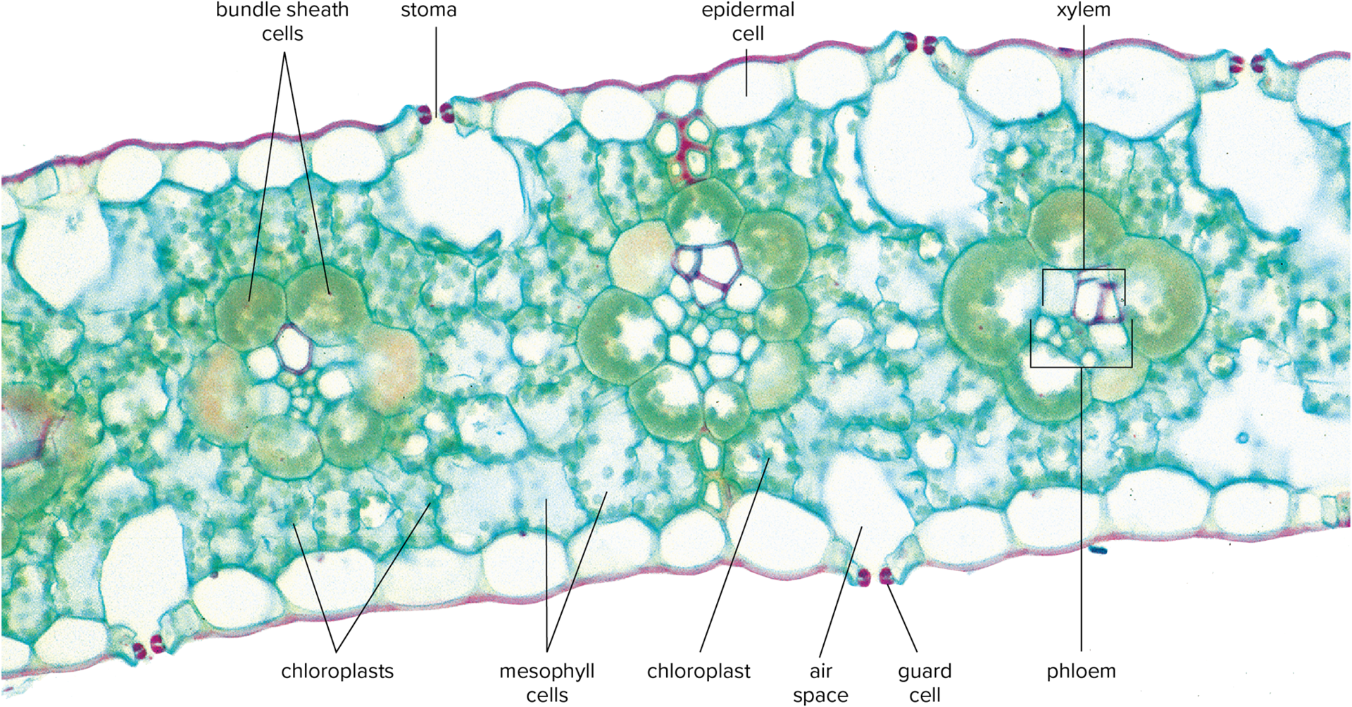<p>leaves have two forms of chloroplasts: large chloroplasts with few to no grana and small chlorophylls in mesophyll</p>