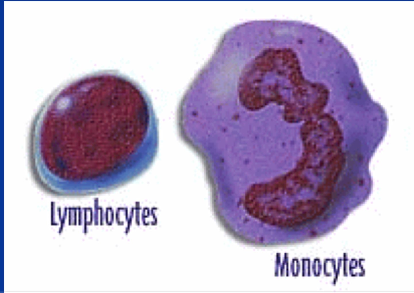 <p>A group of leukocytes without granules in their nuclei; lymphocytes, monocytes.</p>
