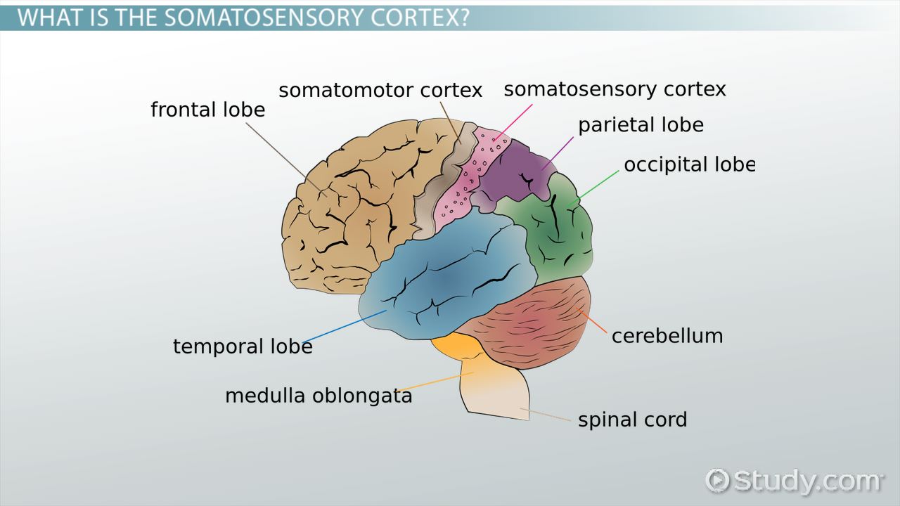 <ul><li><p>part of the brain that processes sensory information from the body, such as touch, temperature, and pain, providing humans with a sense of physical self</p></li><li><p>located in the parietal lobe</p></li></ul>