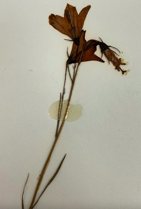 <p>Campanulaceae</p><p><em>Campanula</em></p>