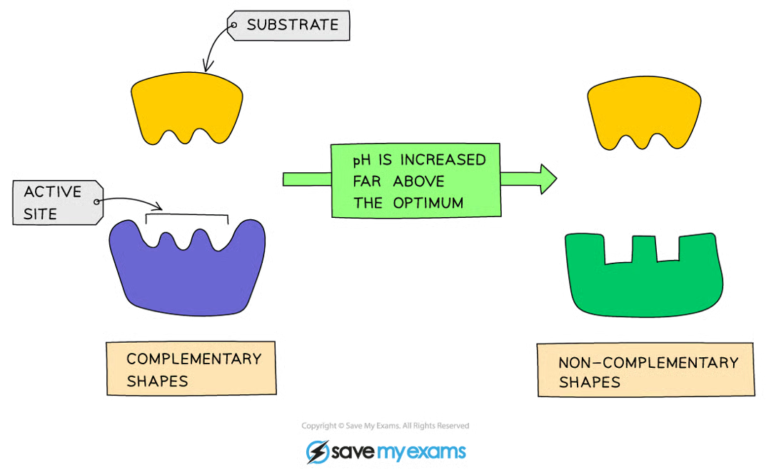 <p>Effect of pH being too high/too low</p>