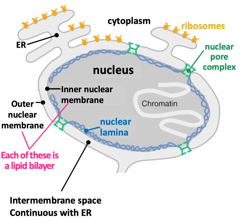 <ul><li><p>Double-membrane structure that contains nucleus</p></li><li><p>Continuous with <u>ER</u></p></li><li><p>Supported by <u>nuclear lamina</u> (cytoskeletal structure)</p></li><li><p>Perforated by <u>nuclear pore complexes</u> that act as gates</p></li></ul>