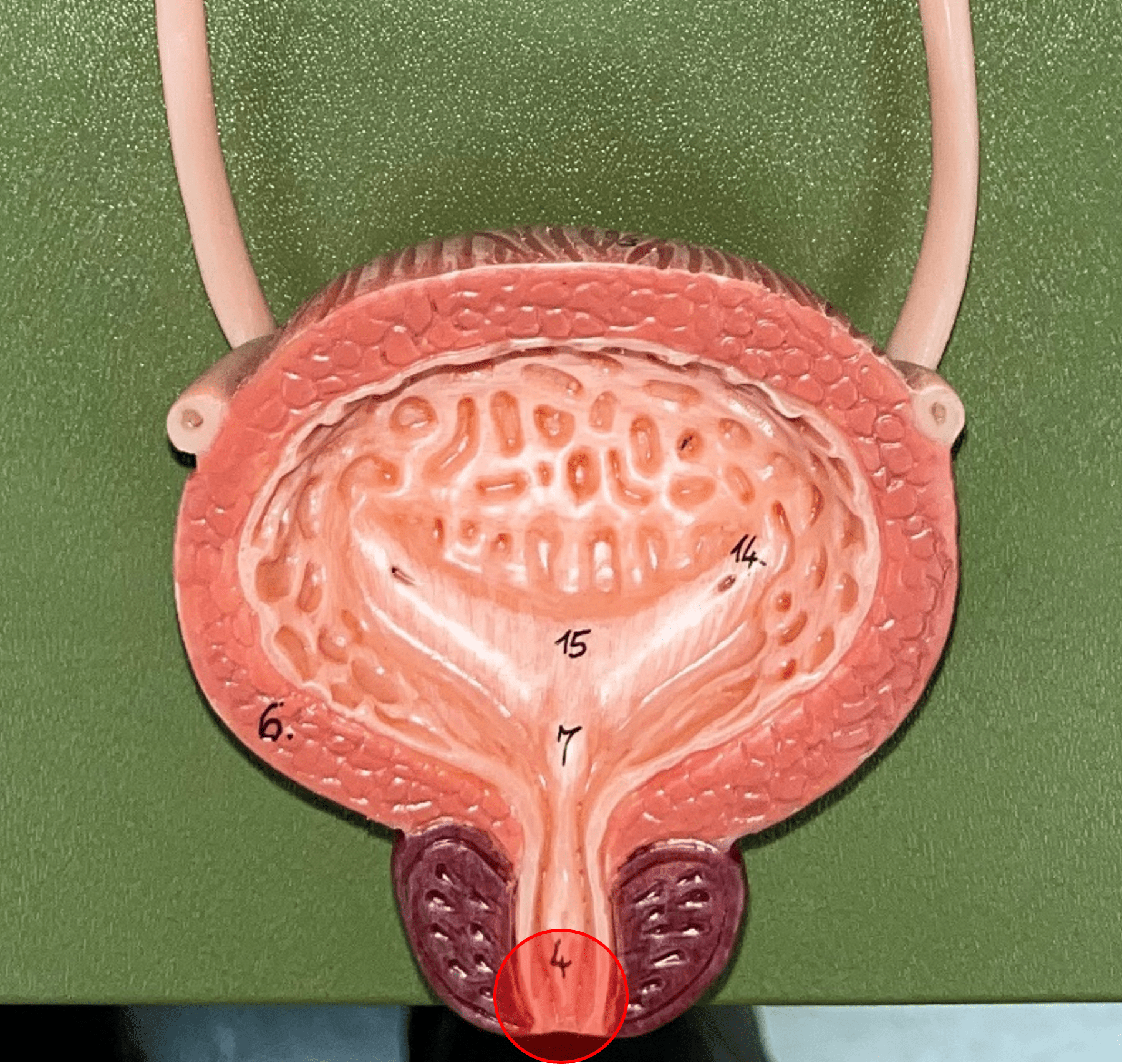 • Part of the urethra.

• The opening of the urethra to the exterior.