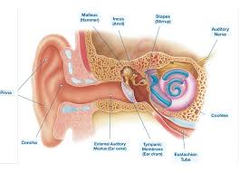 <p><strong>Ear</strong></p><p>• _____ ear – simple apparatus for collection of sound waves</p><p>– Auricle (pinna)</p><p>– External auditory canal</p><p>– Tympanic membrane</p>