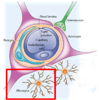 <ul><li><p><strong>Resident tissue macrophage</strong> of <strong>CNS</strong>, 15% of brain cells </p></li><li><p><strong>Primary defense</strong> of CNS - first cells to respond to injury/infection </p></li></ul><p><u>Roles:</u></p><ul><li><p>Remove cellular debris (general maintenance + surveillance)</p></li><li><p><strong>Neuroprotection</strong> - trophic support for neurones </p></li></ul>