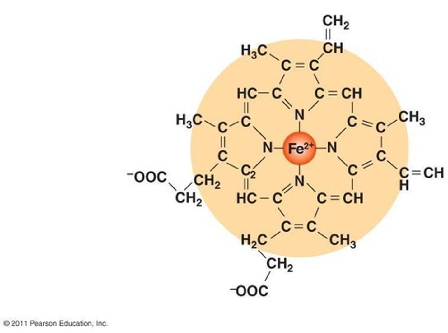 <p>A protein in red blood cells that carries oxygen; each molecule can bind four oxygen molecules.</p>