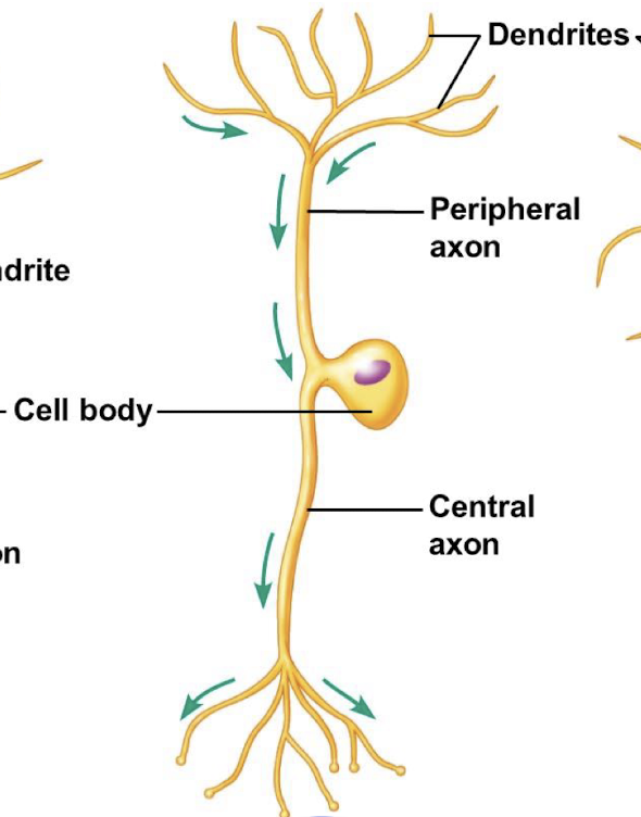 <p>Neuron w/ only one extension from the soma and that serves as a <em>somatosensory neuron</em>. </p>