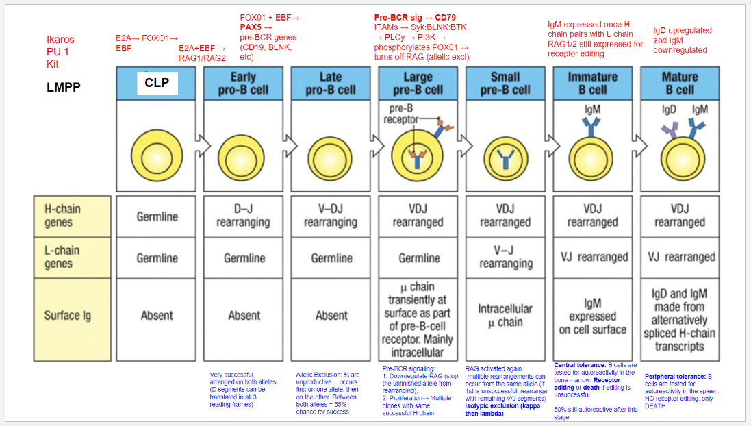 <p>B cell development proceeds through distinct stages, each governed by specific transcription factors and signaling events:</p><ol><li><p><strong>LMPP (Lymphoid-Primed Multipotent Progenitor)</strong>: Early stage marked by <strong>Ikaros</strong>, <strong>PU.1</strong>, and <strong>Kit</strong>, committing cells to a lymphoid lineage.</p></li><li><p><strong>CLP (Common Lymphoid Progenitor)</strong>: <strong>E2A</strong>, <strong>FOXO1</strong>, and <strong>EBF</strong> initiate B cell commitment, activating <strong>RAG1</strong> and <strong>RAG2</strong> for immunoglobulin gene rearrangement.</p></li><li><p><strong>Early Pro-B Cell</strong>: <strong>E2A</strong> and <strong>EBF</strong> continue activating <strong>RAG1/RAG2</strong>, initiating <strong>D-J rearrangement</strong> on the heavy chain.</p></li><li><p><strong>Late Pro-B Cell</strong>: <strong>FOXO1</strong> and <strong>EBF</strong> induce <strong>PAX5</strong>, locking in B lineage and enabling <strong>V-DJ rearrangement</strong> on the heavy chain. Allelic exclusion ensures only one heavy chain is expressed.</p></li><li><p><strong>Large Pre-B Cell</strong>: <strong>Pre-BCR signaling</strong> through <strong>CD79</strong> downregulates RAG, halts further heavy chain rearrangement, and drives proliferation of cells with a successful heavy chain.</p></li><li><p><strong>Small Pre-B Cell</strong>: <strong>RAG</strong> is reactivated for <strong>light chain rearrangement</strong>. Isotypic exclusion occurs with <strong>κ</strong> and <strong>λ</strong> light chains, ensuring a single light chain pairs with the heavy chain.</p></li><li><p><strong>Immature B Cell</strong>: With a complete BCR (IgM), cells undergo <strong>central tolerance</strong> in the bone marrow. Self-reactive cells may attempt receptor editing or undergo apoptosis.</p></li><li><p><strong>Mature B Cell</strong>: Final maturation includes <strong>IgD</strong> upregulation alongside IgM and <strong>peripheral tolerance</strong> testing in the spleen. Autoreactive cells at this stage undergo apoptosis.</p></li></ol><p></p>