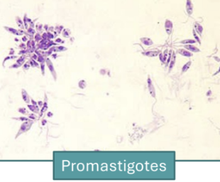 <p><u>Microbe characteristics</u></p><p>• Flagellated protozoan</p><p><u>Reservoir/s and transmission</u></p><p>• Sandfly vector</p><ul><li><p>Injects promastigotes during feeding</p></li></ul><p>• No human-to-human contact, even cutaneous</p><p><u>Epidemiology</u></p><p>• Endemic: India, Bangladesh, Sudan, Ethiopia, and Brazil</p>