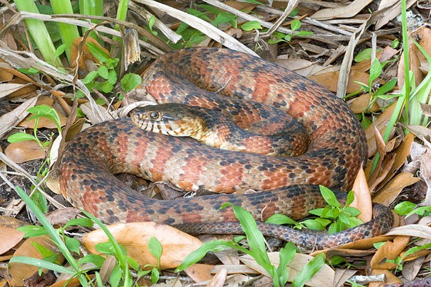 <p>aquatic generalists; Coastal Plains; nasty musk; brownish with reddish bands</p>