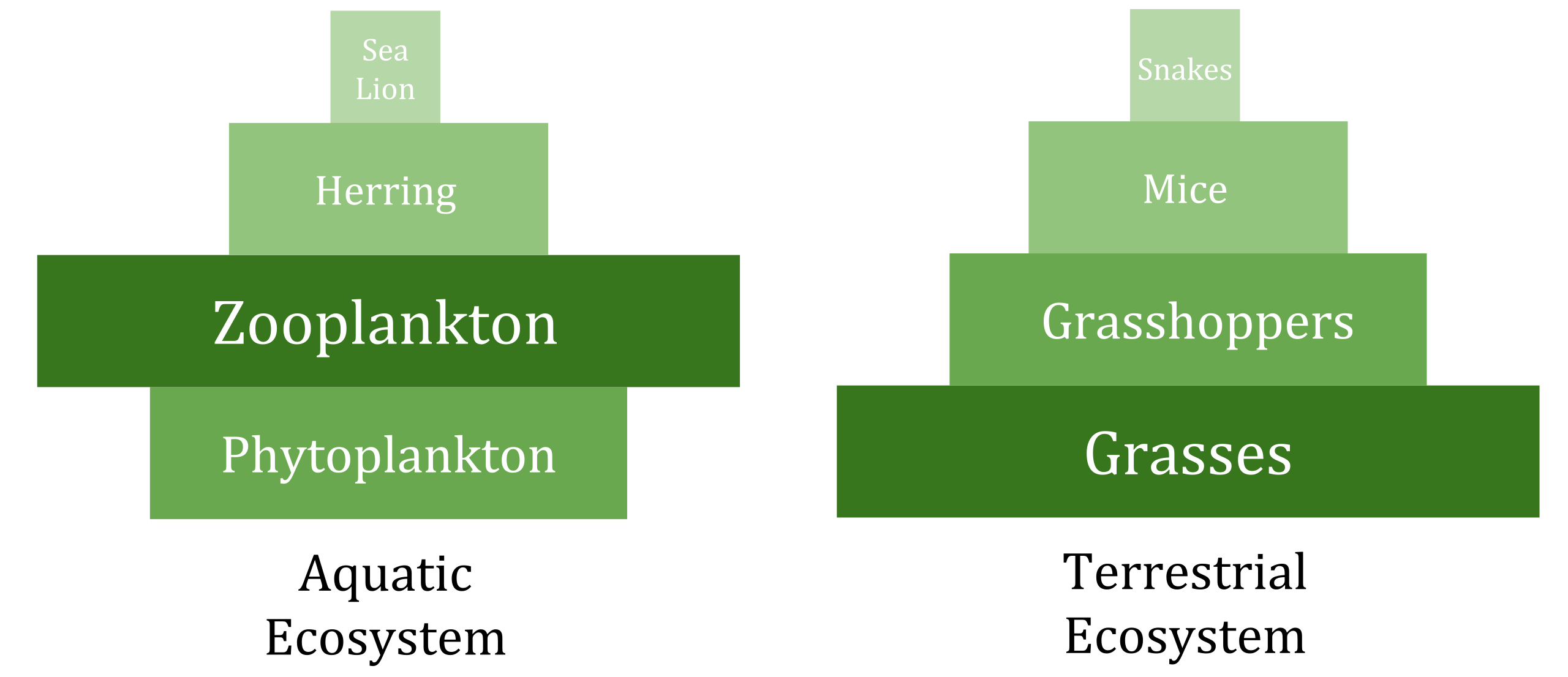 <p>based on the number of individuals at each level of the biomass chain. Each box in the pyramid represents the number of members of that level</p>