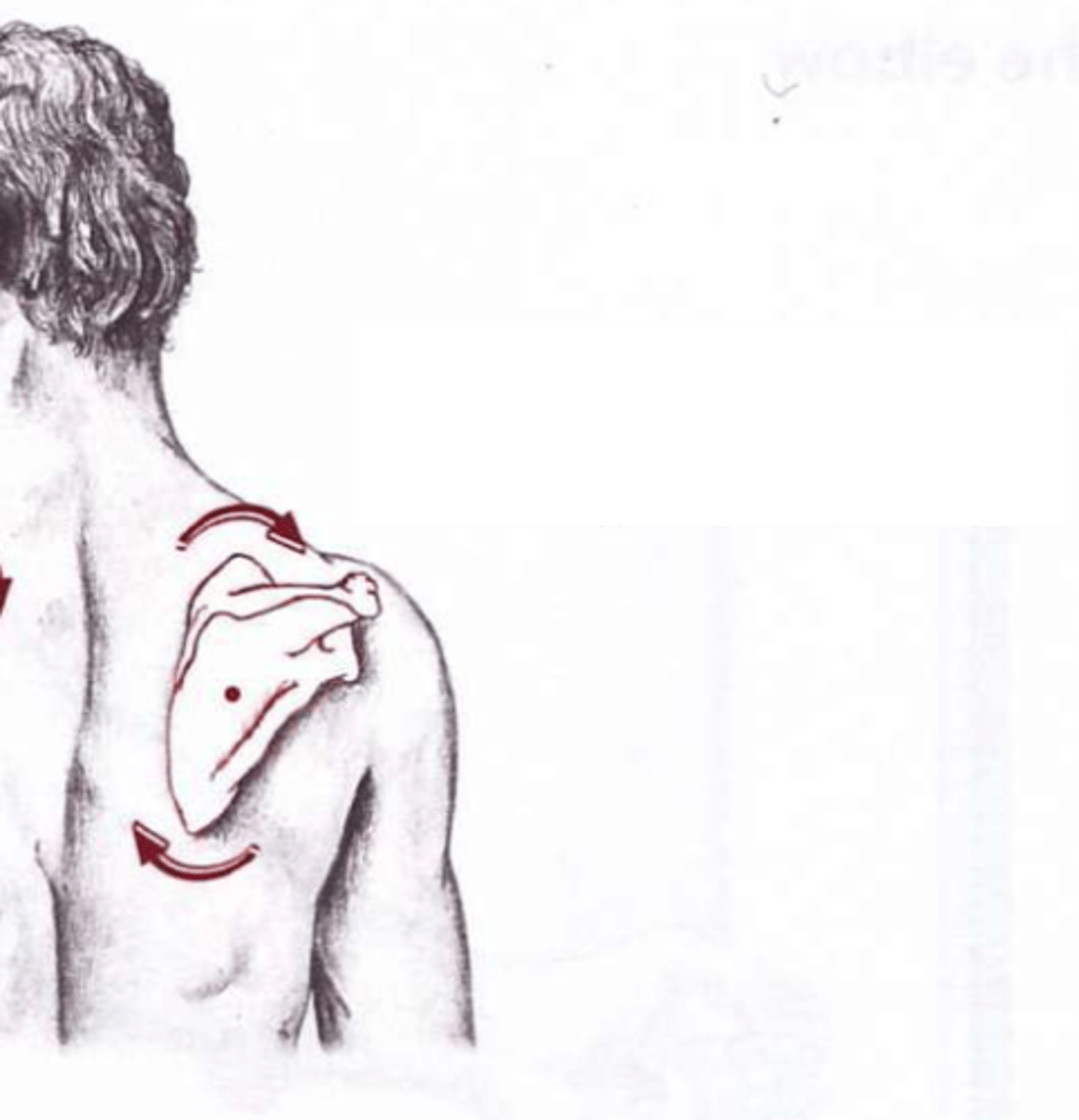 <p>- Returning your scapula to the resting anatomical position (from scapular upward rotation)</p>