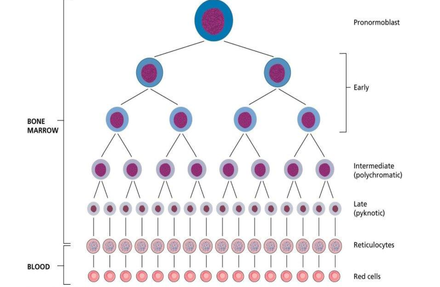 <p>What is the comparison of the DNA and RNA content between normoblast, reticulocytes and mature RBCs </p>