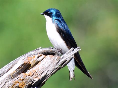 Eye mask, iridescent blue
