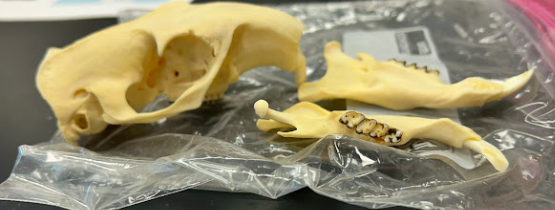 <p>Woodchuck</p><p>Sciuridae</p><p><em>Marmota monax</em></p>