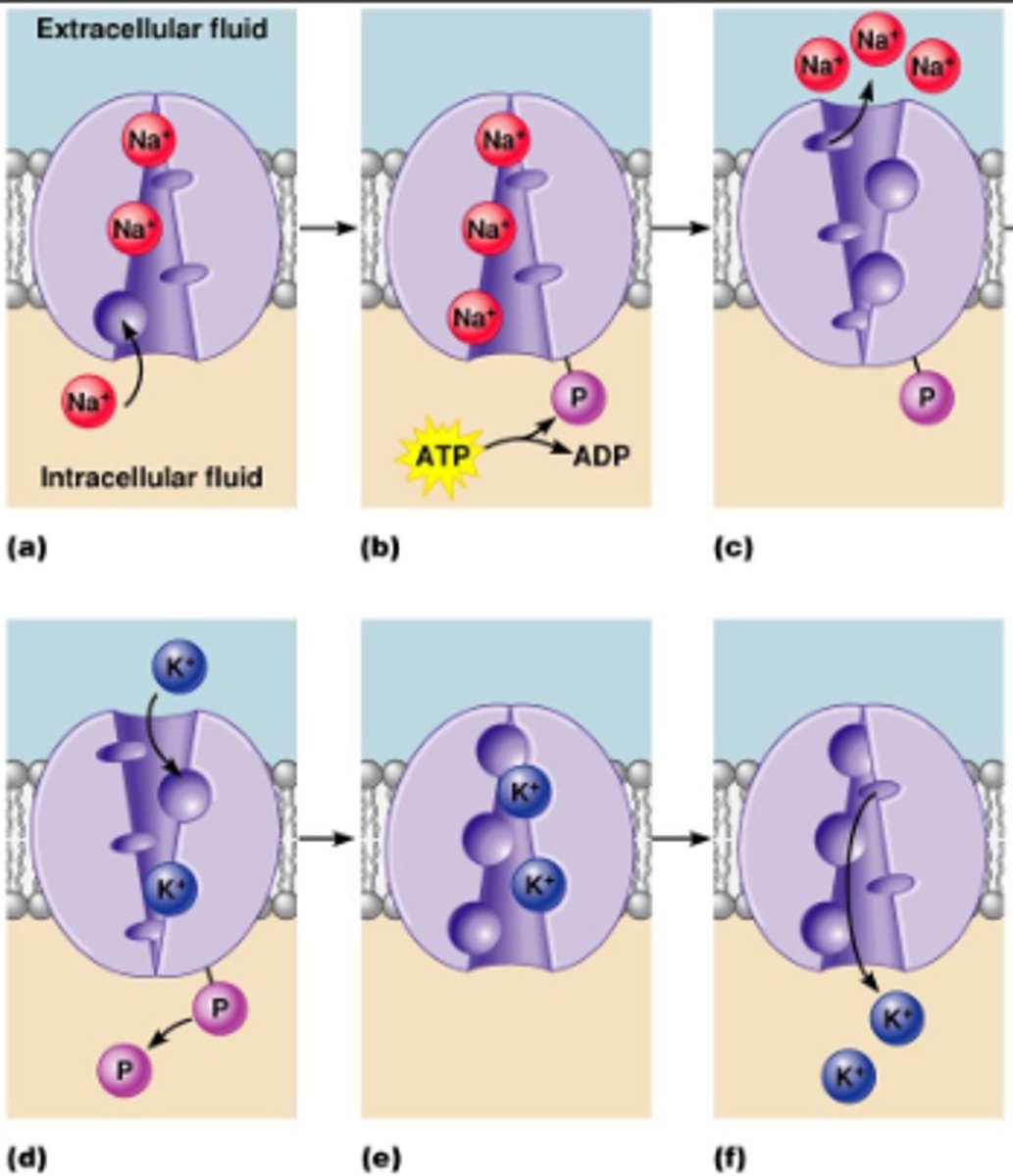 knowt flashcard image