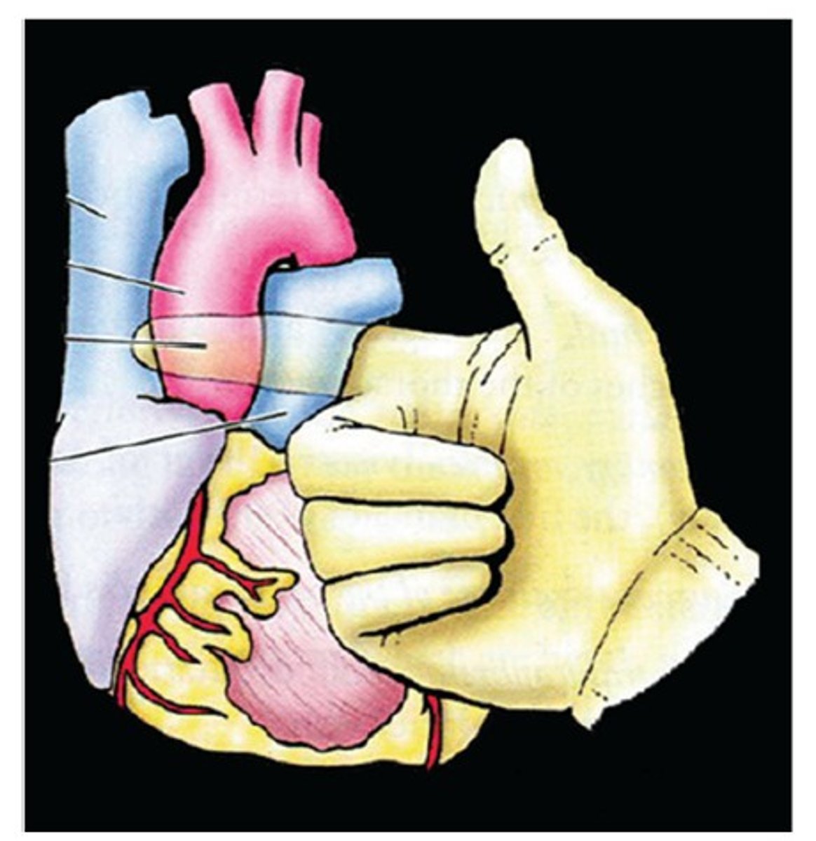 knowt flashcard image